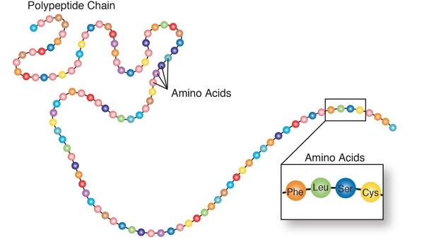 Protein sequence of amino acid