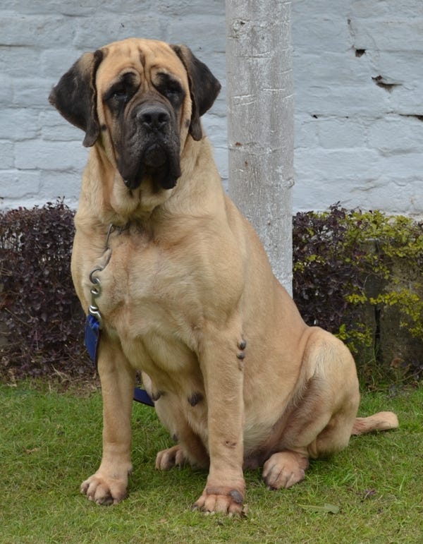 What websites feature English Mastiff dogs for sale?