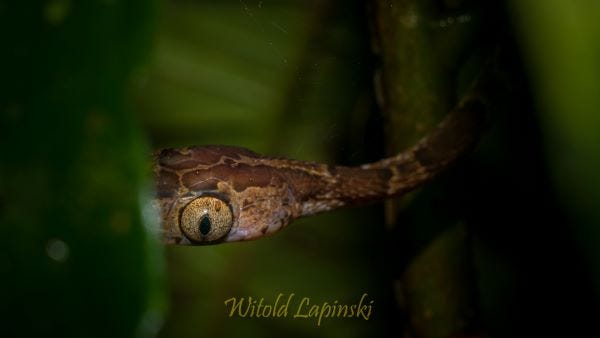 A small brown snake with large eyes is moving through dense vegetation.