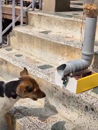 How We Built a Smart Feeder to Help Stray Dogs (and Won an Award!)