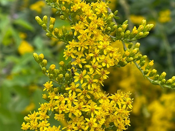 Goldenrod flowers.