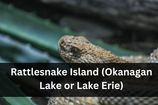 Explore the Hidden Gem of Rattlesnake Island, Florida