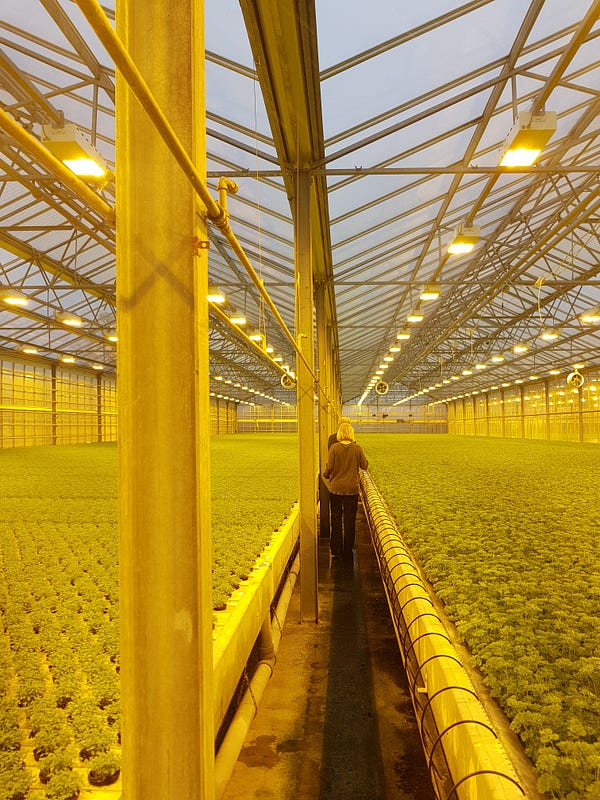 Image of a large sustainable greenhouse production