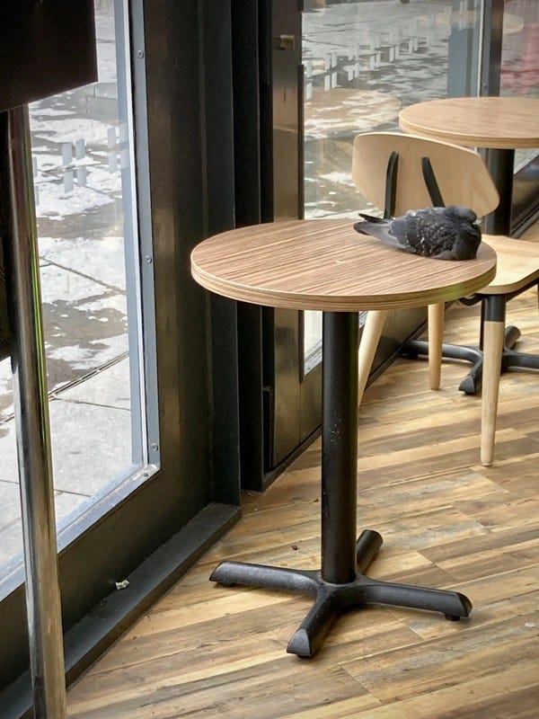 À Glasgow, un pigeon sur une table ronde de café, près d’une grande fenêtre, avec d’autres tables et chaises vides visibles en arrière-plan. #SilentSunday © 20240901 Gilles Denizot