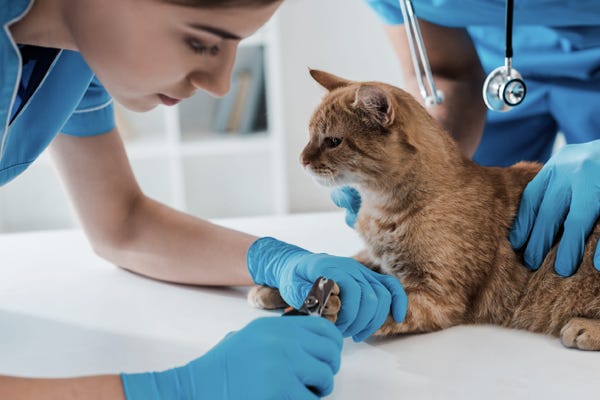 Photo Of A Veterinary Student Trimming A Cat’s Claws