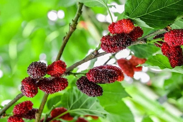 WHY ARE MULBERRY TREES ILLEGAL?