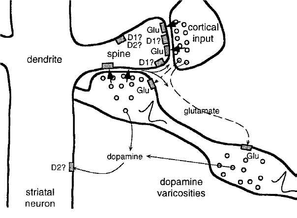 An input from a cortical axon and an input from a dopamine axon meet at a spine of a striatal dendrite.