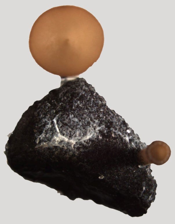 Close-up image of Sclerotinia sclerotiorum fungus. Black structure (sclerotium) with two brown structures called apothecia.