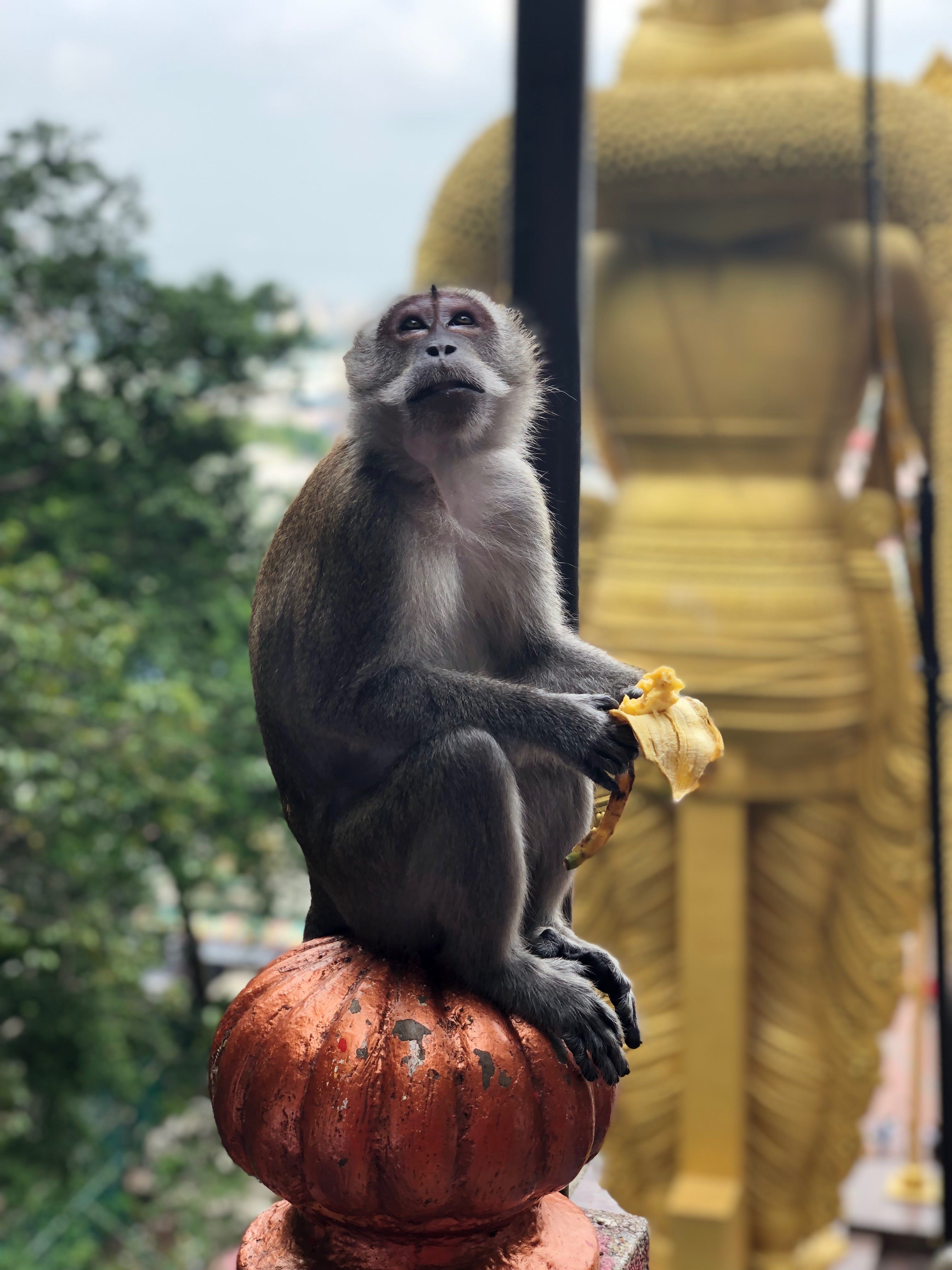 Monkey just chilling eating a banana