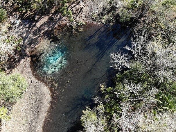 manatees from the air