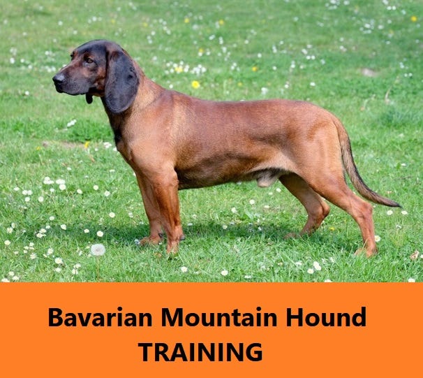 Dog Training Tips — Bavarian Mountain Hound