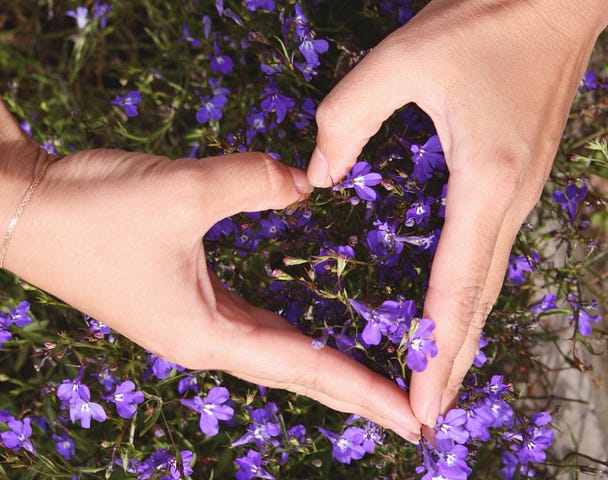 Closeup of two hands making a heart shape over a violet plant.