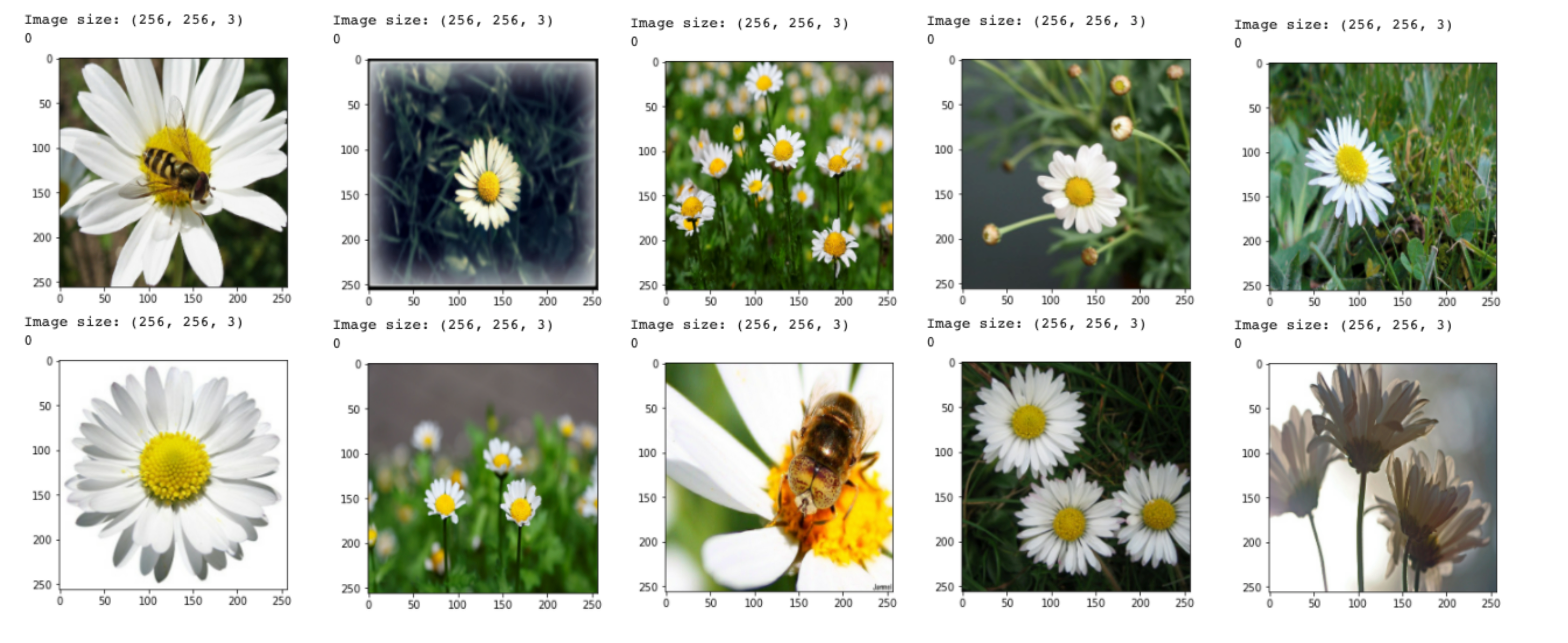 First batch (image&label) in the dataset ds_flowers_tf_data— Image by author