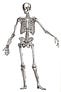 Boned: A Collection of Skeletal Fiction