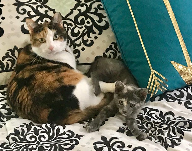 Quila the calico cat holding her friend Trixie, the tortoishell kitten, down with her hind legs. Life lessons. Cats. Zen.