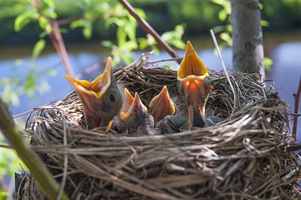 hungry birds are like the parts of us that are calling out for our attention — IFS, Internal Family Systems, Meditation