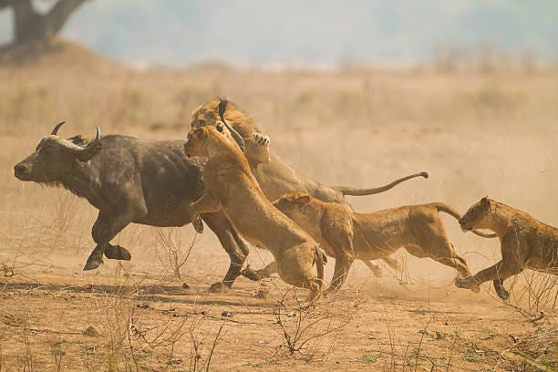Lions hunting