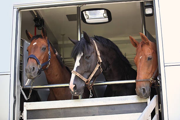 Affordable Horse Transportation in California