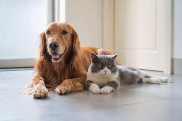 Dog and cat sitting together