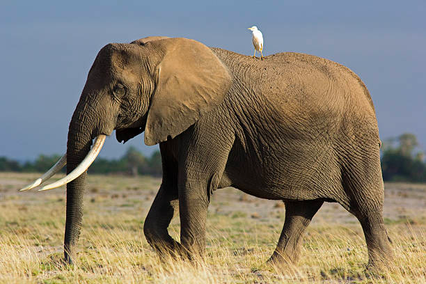 Image of a bird on top of an elephant in the African savanna.