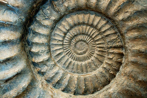 Ammonite fossil