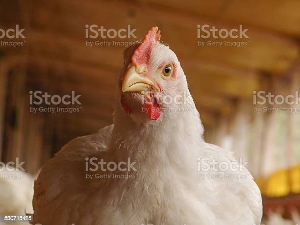 Chicken in a poultry farm in Brazil credit:https://www.istockphoto.com/portfolio/Alfribeiro?mediatype=photography