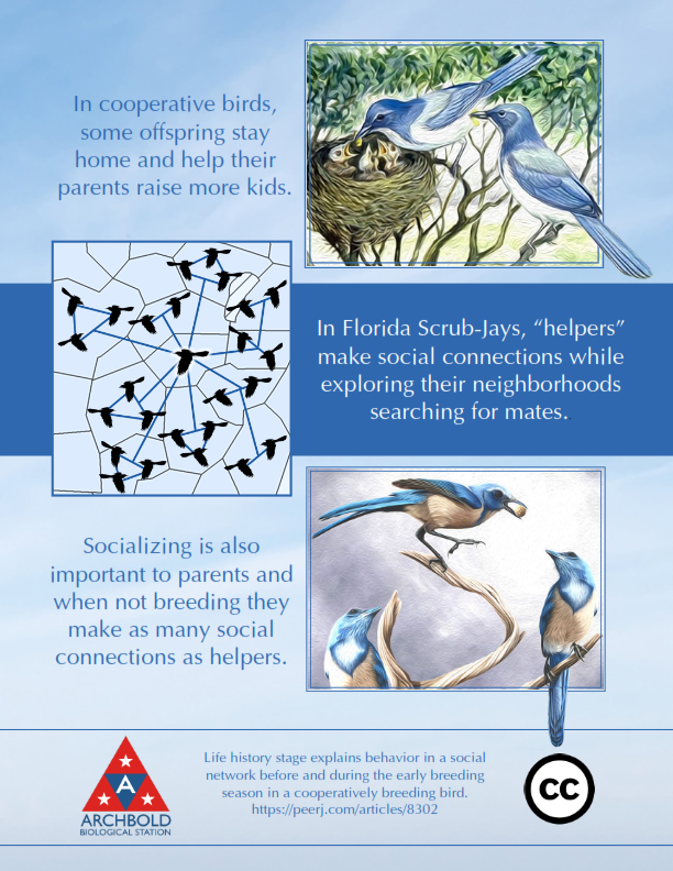 A poster of David’s research at Archbold Biological Station on Florida Scrub Jays (Aphelocoma coerulescens) detailing aspects of these bird’s complex social lives.