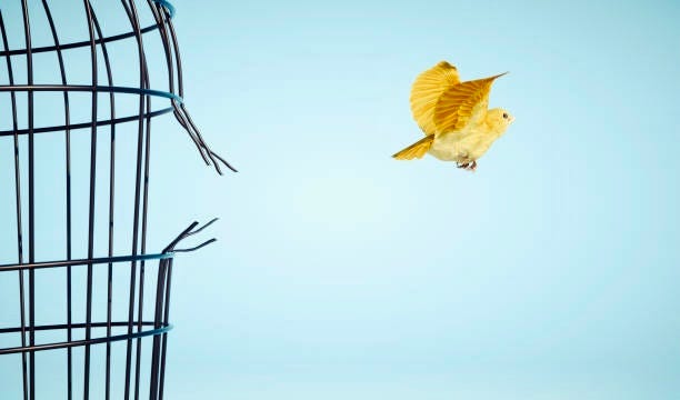 Yellow bird escaping its cage. Freedom — Elijah Eros