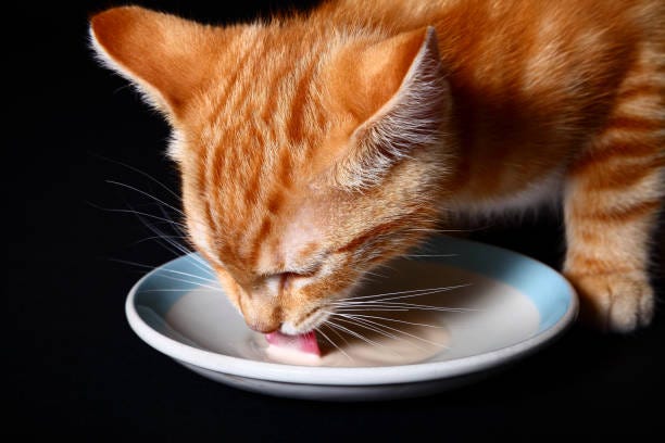 A brown-fur cat drinking milk from a plate