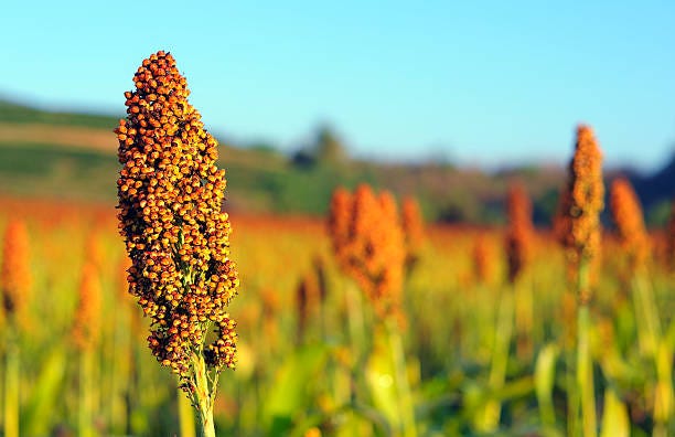 Sorghum Grains are an excellent vegan source of protein.