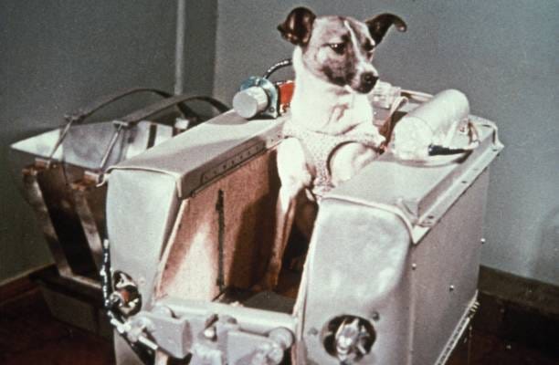 LAIKA: The Space Dog Who Trusted Us