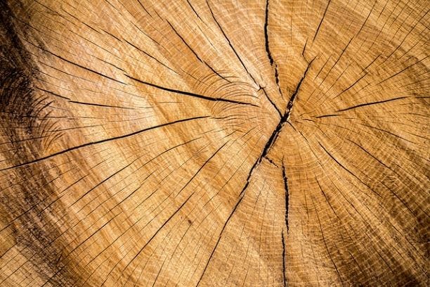 interior image of a tree showing light and dark rings