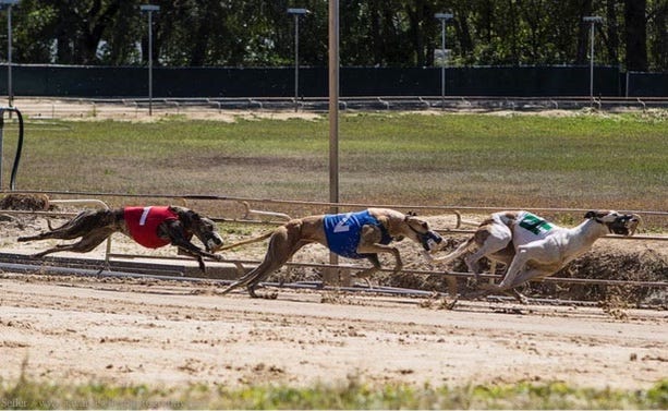 Greyhound Dogs’ Racing. Courtesy of Carol Becker