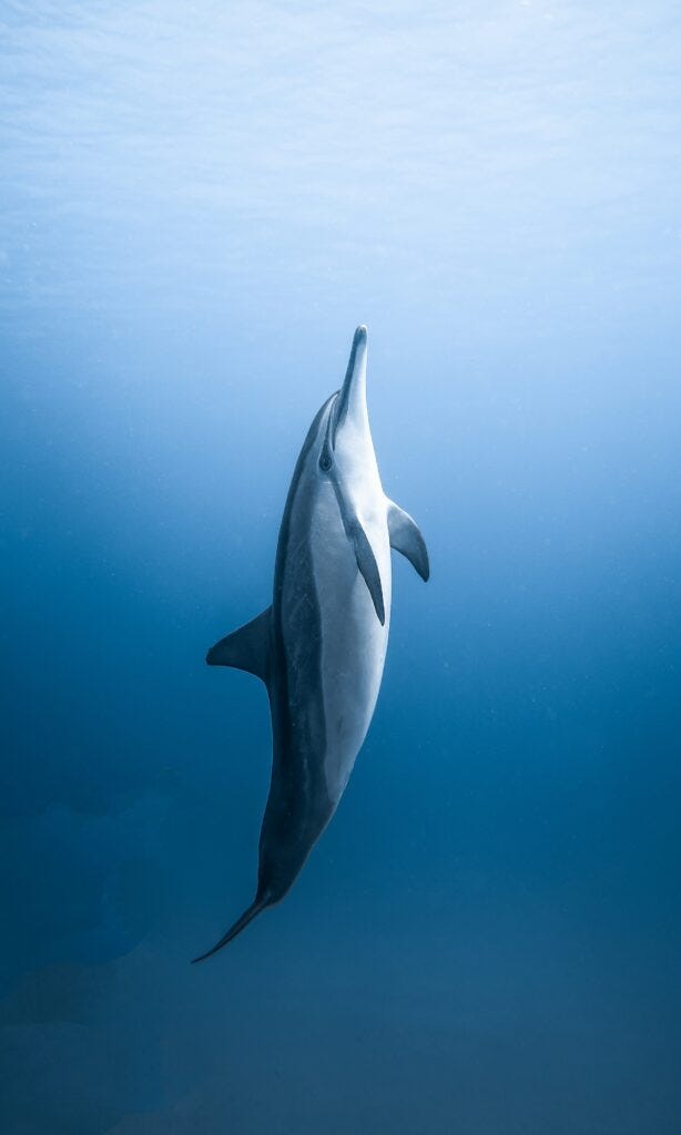 A dolphin swimming vertically towards the surface. Image courtesy of Daniel Torobekov at Pexels.