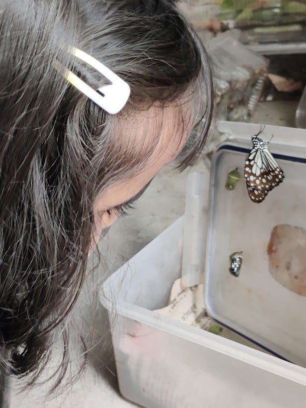 A young girl looking intently at a pupa out of which a butterfly is trying to come out