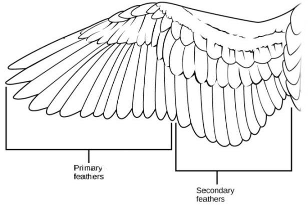 The primary and secondary feathers along the span of a bird’s wing.