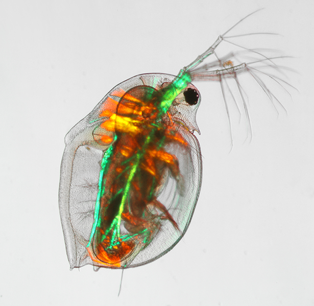 A micrograph of daphnia zooplankton on blank background