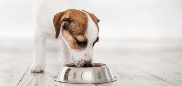 What are the top 5 dry adult dog foods in 2024?