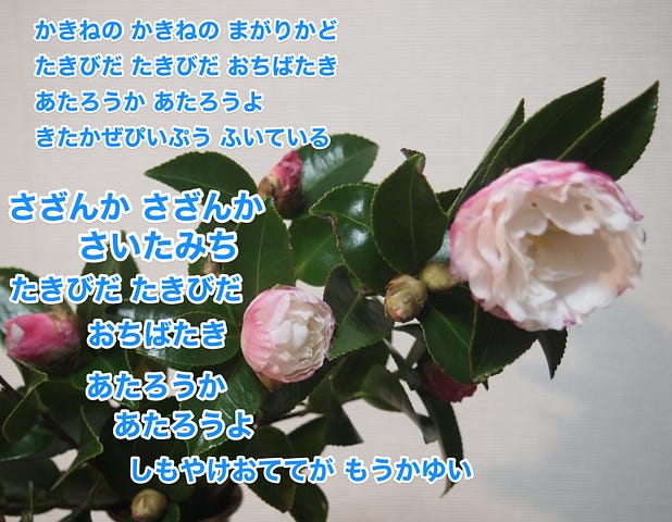 椿 Tanasaku Log Medium