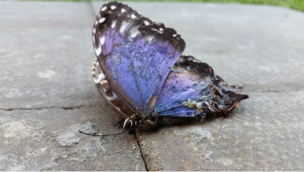 The Dying Symphony of Nature :
How climate change silences Cultures, Species, and Nature.
