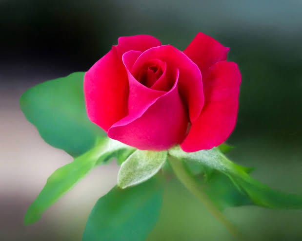 image of a red rose on a green background