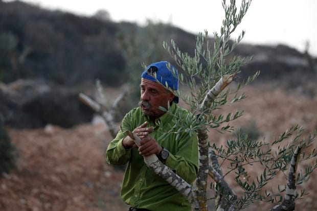 Un campesino palestino junto a unos olivos destruidos por los israelíes, al norte de Ramala, el 22 de octubre. (Foto: AFP)