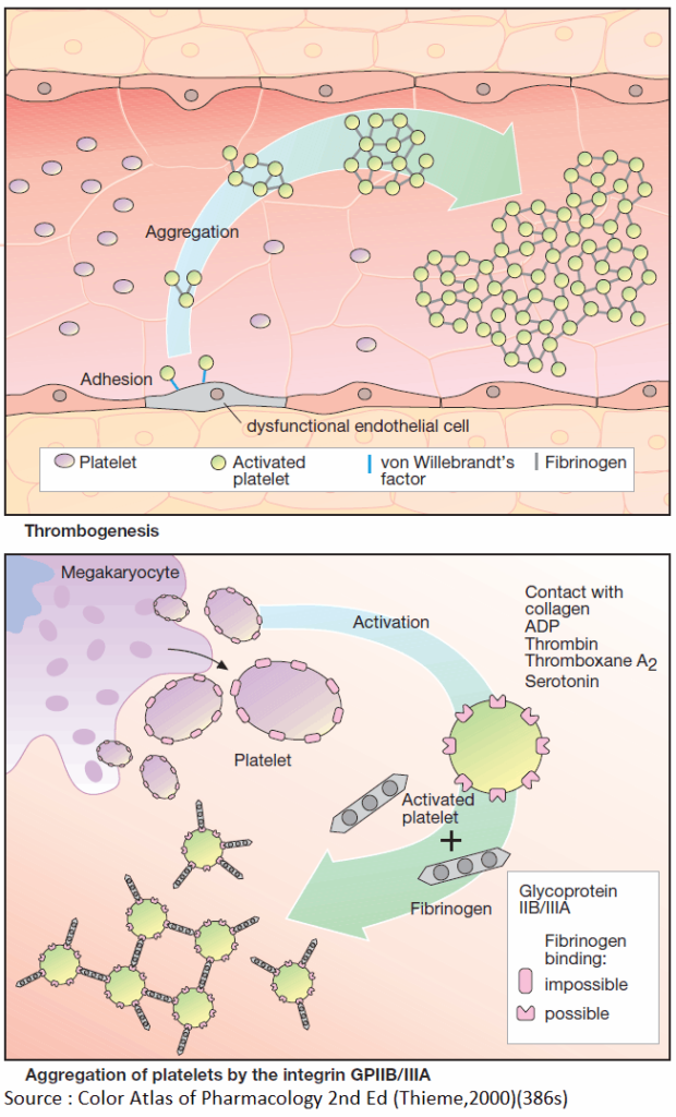 Thrombogenesis and Aggregation of platelets by GPIIB-IIIA