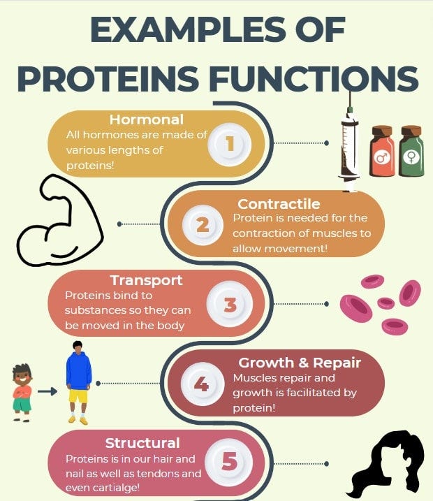 examples of protein functions