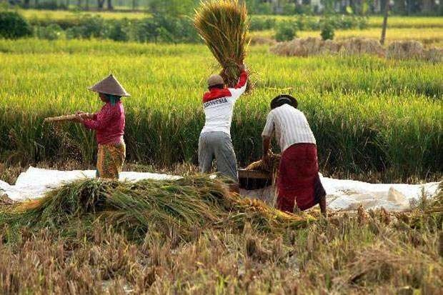 Pola Curah Hujan Tak Menentu: Tantangan Baru bagi Petani Lokal