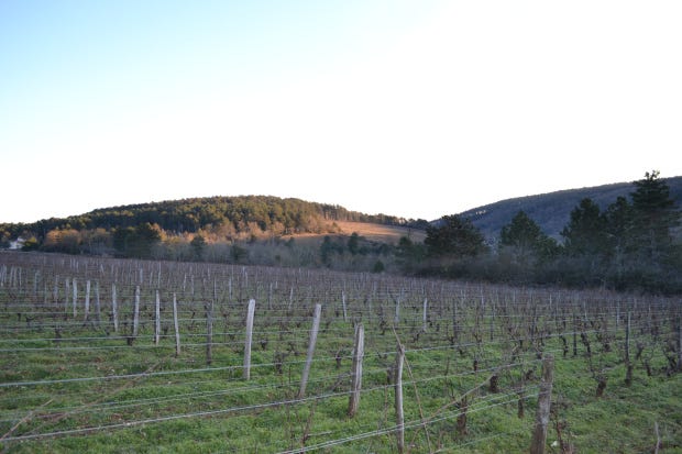 Cây nho ở Winter Solace, Côte de Beaune, Burgundy France Ảnh trong phạm vi công cộng.