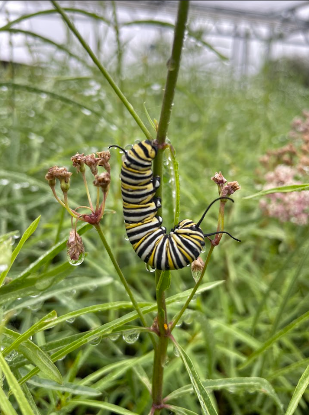 Monarch caterpillar J-hook