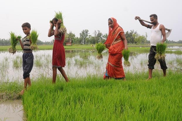 Fading Farms to Future farming: fate of Indian Agriculture PC;Hindustan times