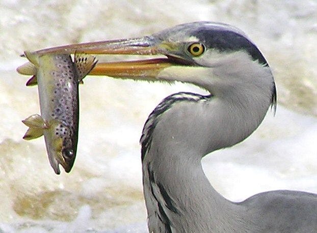Heron catching a fish, This file is licensed under the Creative Commons Attribution-Share Alike 2.0 Generic license.