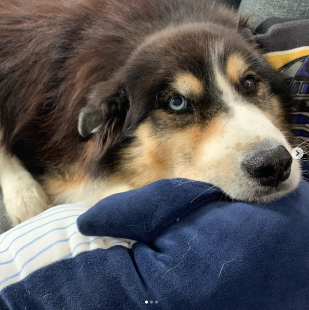 Bernese Mountain Dog Mixed with Husky